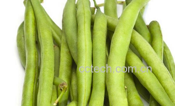 果蔬百科四季豆的营养价值与功效-0