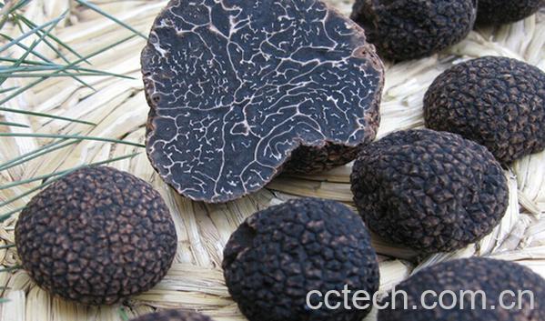 果蔬百科黑松露怎么吃-0