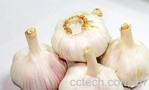 果蔬百科大蒜生吃好还是熟吃好？-0