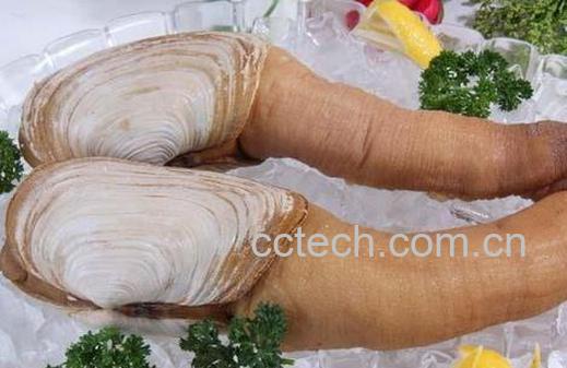 果蔬百科象拔蚌的营养价值及食用方法-0