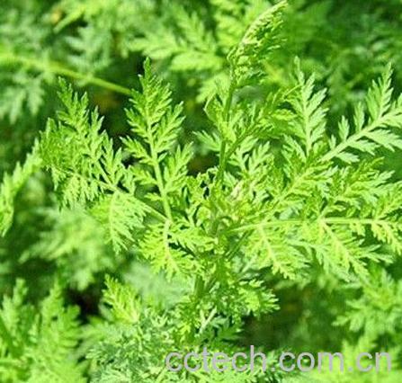 果蔬百科青蒿的做法大全-0