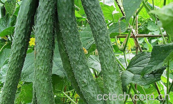 果蔬百科青瓜的功效与作用-0