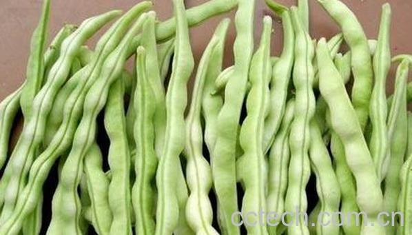 果蔬百科豆角的营养价值及功效-0