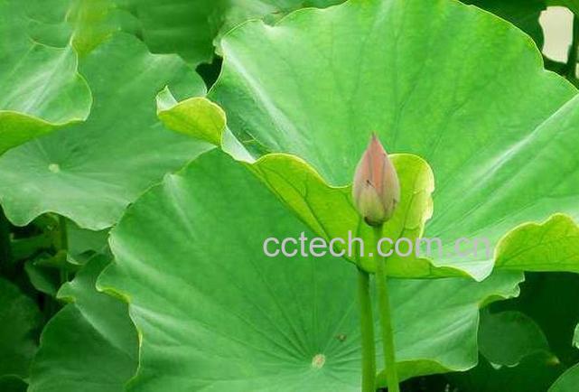 果蔬百科荷叶的功效与作用和食用禁忌-0