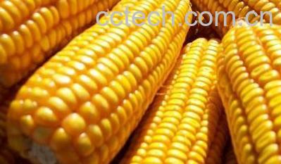 果蔬百科玉米吃了有什么好处-0