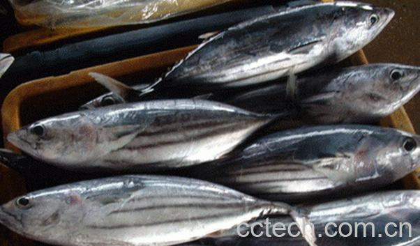 果蔬百科马鲛鱼的营养价值-0