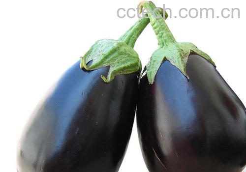 果蔬百科茄子营养价值及功效-0