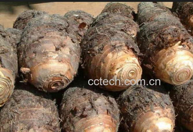 果蔬百科大芋头的营养价值-0