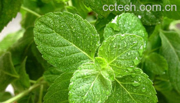 果蔬百科薄荷叶-0
