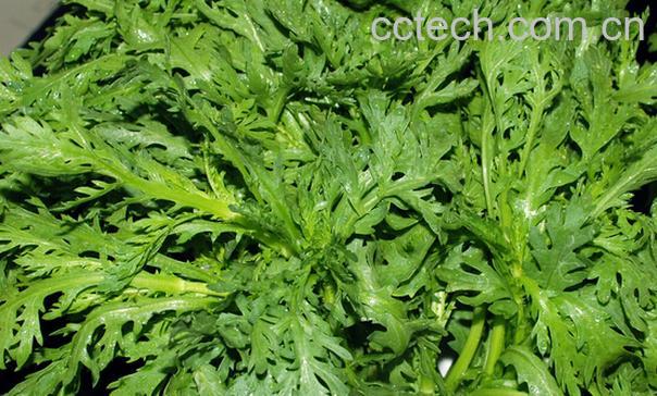 果蔬百科茼蒿怎么做好吃-0