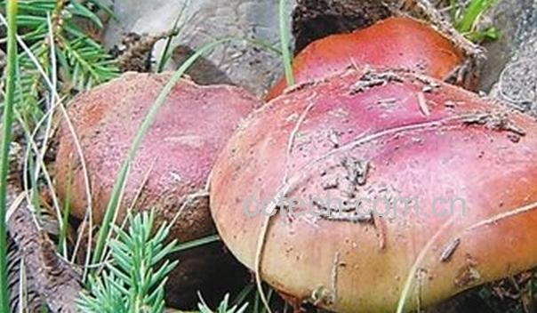 果蔬百科贺兰山紫蘑菇怎么吃-0