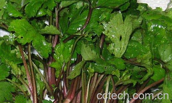 果蔬百科珍珠菜-0