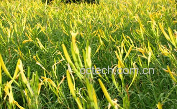 果蔬百科金针菜的种植方法技巧-0