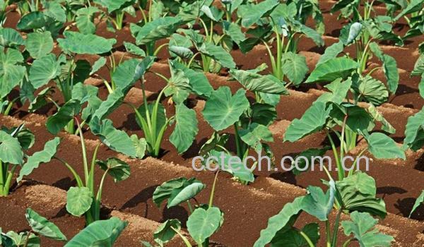 果蔬百科芋头的种植方法-0