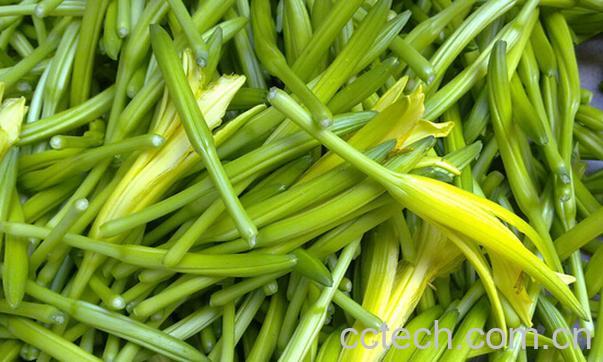 果蔬百科金针菜是黄花菜吗-0