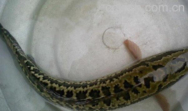 果蔬百科黑鱼-0