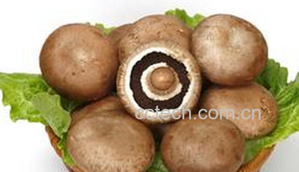果蔬百科褐菇怎么吃-0
