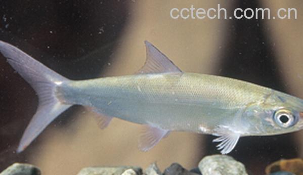 果蔬百科遮目鱼-0