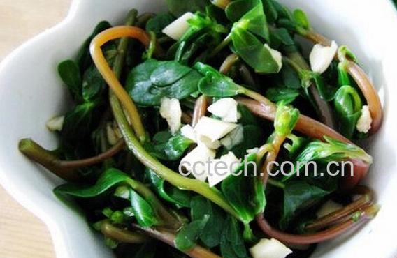 果蔬百科马齿苋-0