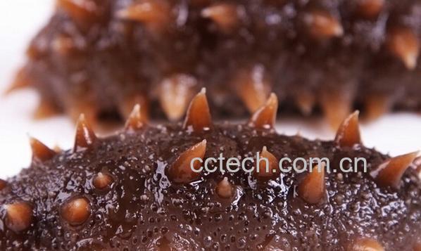 果蔬百科海参-0