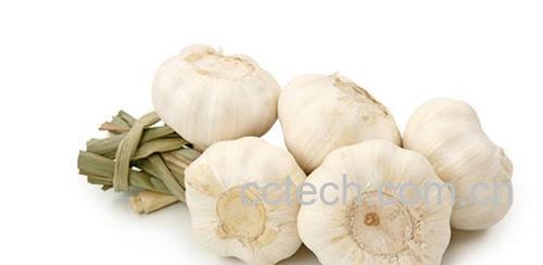 果蔬百科什么人不适合吃大蒜-0