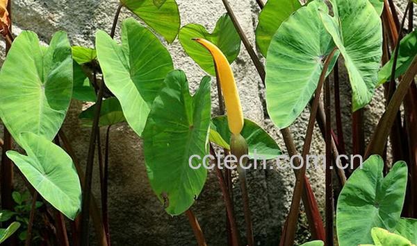 果蔬百科芋头茎-0