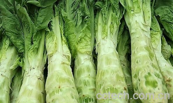 果蔬百科莴苣和莴笋的区别-0