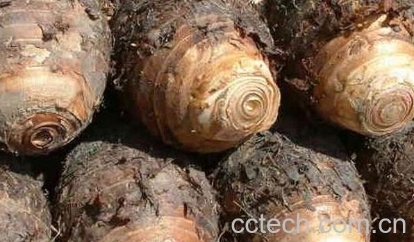 果蔬百科芋头不能和什么一起吃-0