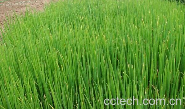 果蔬百科越冬小葱的种植方法-0