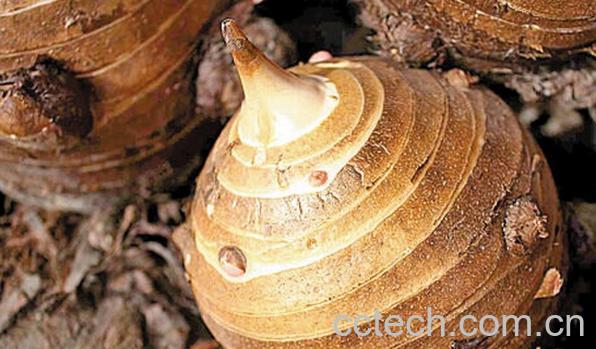 果蔬百科芋头母的功效与作用-0