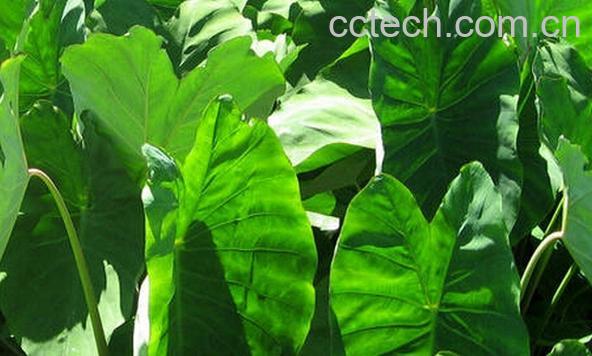 果蔬百科芋头叶的功效与作用-0