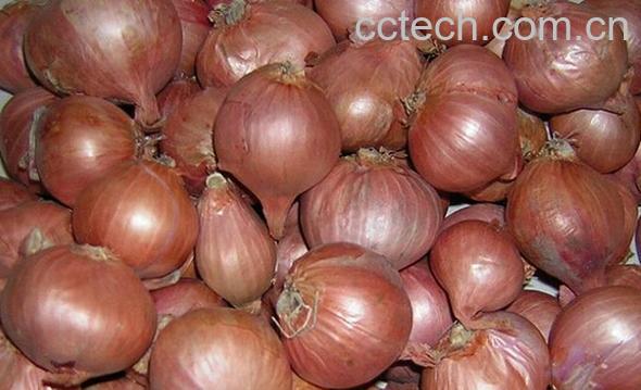 果蔬百科圆葱和毛葱的区别-0