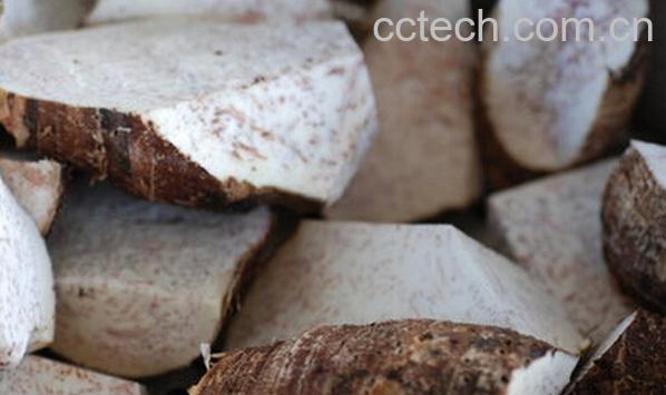 果蔬百科槟榔芋头-0