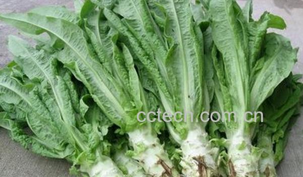 果蔬百科莴笋病害的防治-0