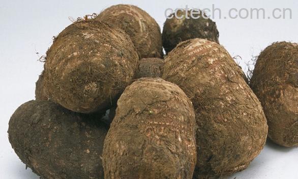 果蔬百科芋头的功效与副作用-0