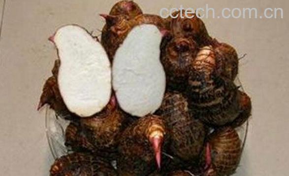 果蔬百科红芋头的功效与作用-0