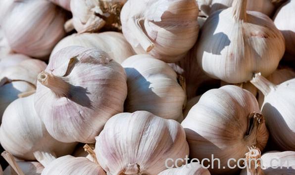 果蔬百科生吃大蒜有什么坏处-0