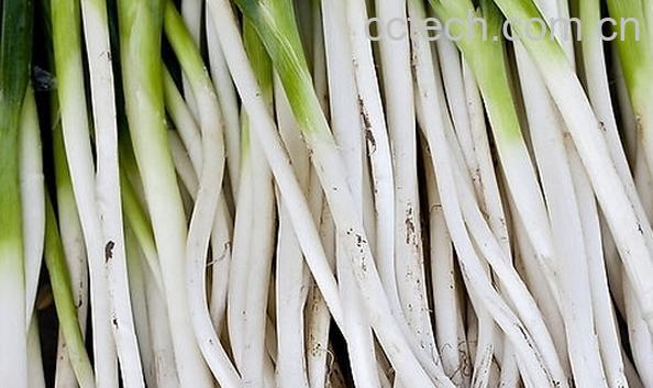 果蔬百科大葱的七大功效与作用-0