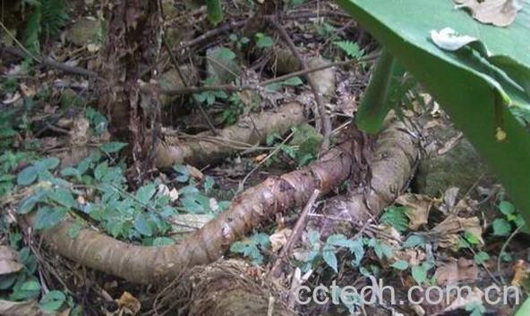 果蔬百科野芋头-0