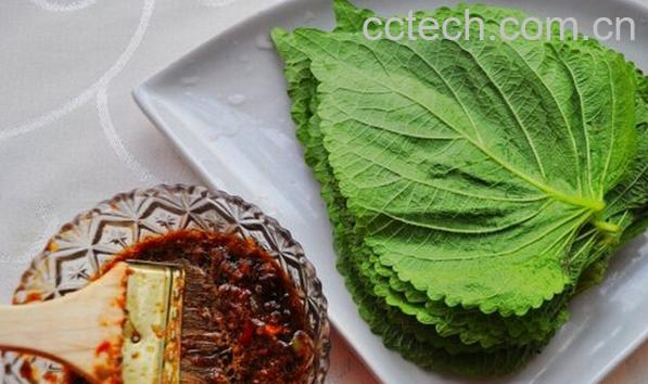 果蔬百科苏子叶的各种吃法-0