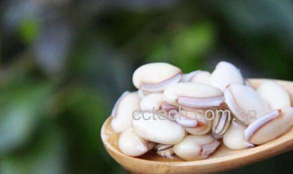 果蔬百科白扁豆-0