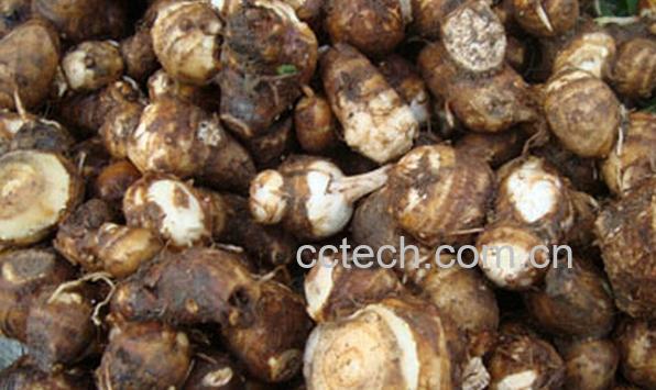 果蔬百科小芋头快速去皮妙招-0