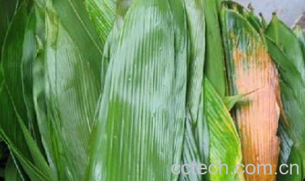 果蔬百科粽子叶该怎么保存-0
