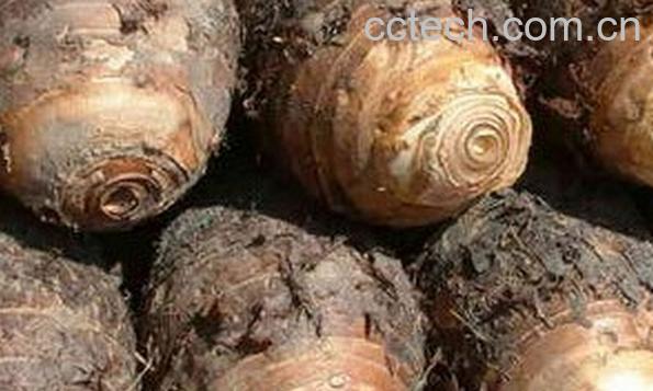 果蔬百科大芋头怎么去皮-0