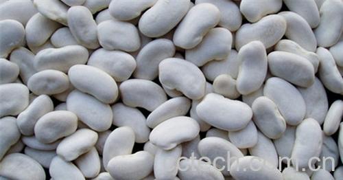 果蔬百科白扁豆的功效与作用及食用方法-0