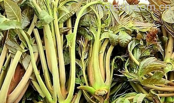 果蔬百科吃香椿有什么好处-0