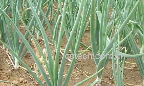 果蔬百科圆葱的栽培与管理-0