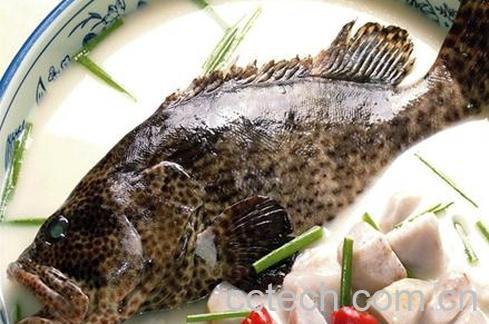 果蔬百科石斑鱼的营养价值-0