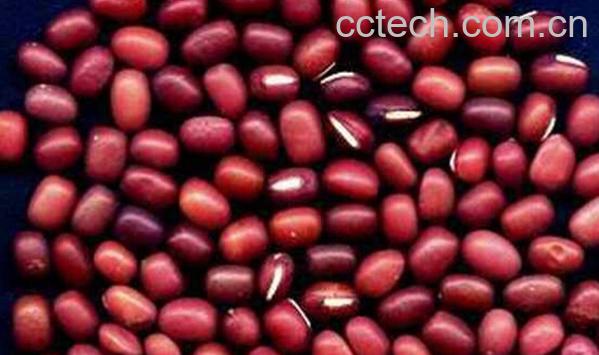 果蔬百科赤小豆和红豆的区别-0