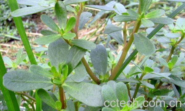 果蔬百科马生菜的做法大全-0